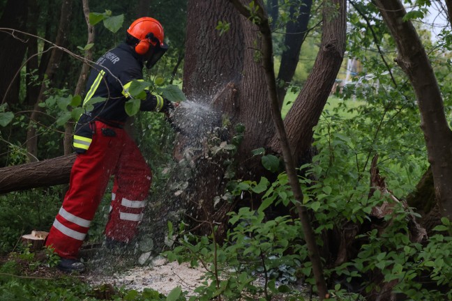 Lscheinsatz mit Motorsge: Neuerlicher Brand eines Baumstumpfes in Wels-Vogelweide