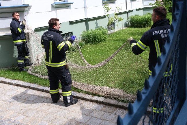 Rehbock eingefangen: Feuerwehr, Tierrettung, Polizei und Jger in Wels-Innenstadt im Einsatz