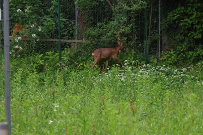 Reh bei Rettungsversuch in Wels-Lichtenegg in Mühlbach gesprungen