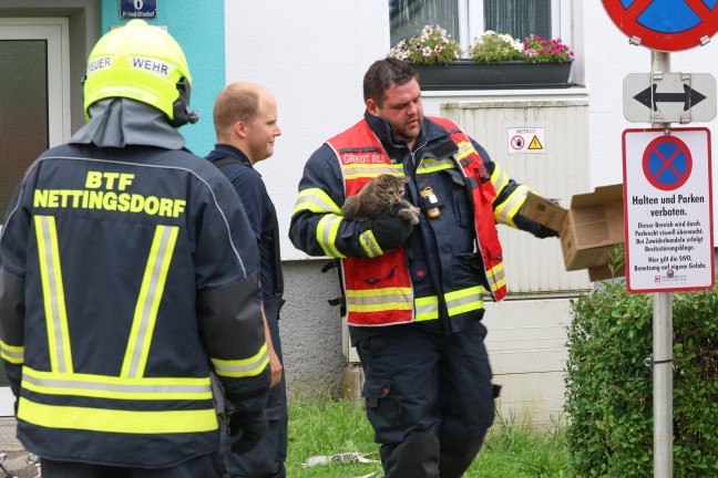 Ktzchen gerettet: Vier Feuerwehren bei Kchenbrand in einem Wohngebude in Ansfelden im Einsatz