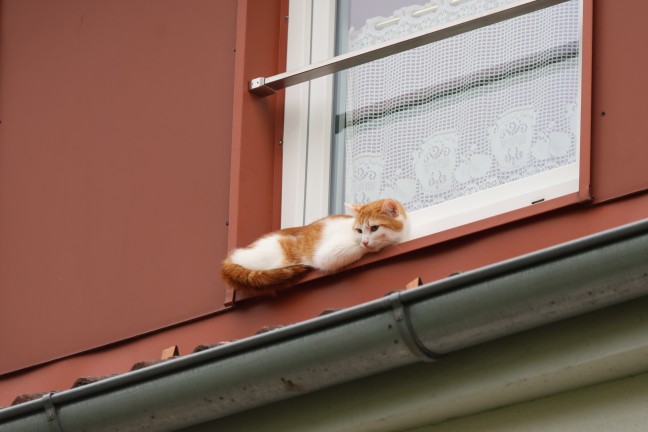 Katze auf Dach eines Hauses in Wels-Vogelweide verweigerte Rettung durch Feuerwehr