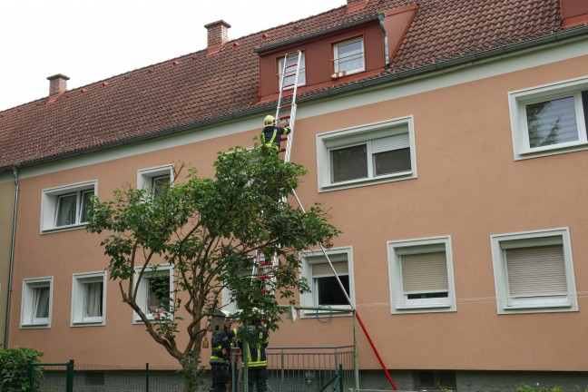 Katze auf Dach eines Hauses in Wels-Vogelweide verweigerte Rettung durch Feuerwehr