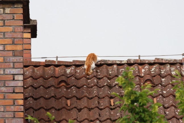 Katze auf Dach eines Hauses in Wels-Vogelweide verweigerte Rettung durch Feuerwehr