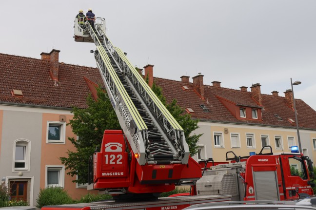 Katze auf Dach eines Hauses in Wels-Vogelweide verweigerte Rettung durch Feuerwehr