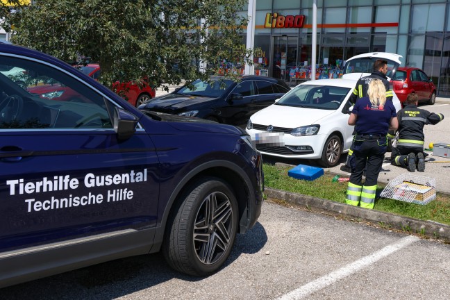 Schwerst unter Auto eingeklemmte Katze in Wels-Neustadt konnte nicht mehr gerettet werden