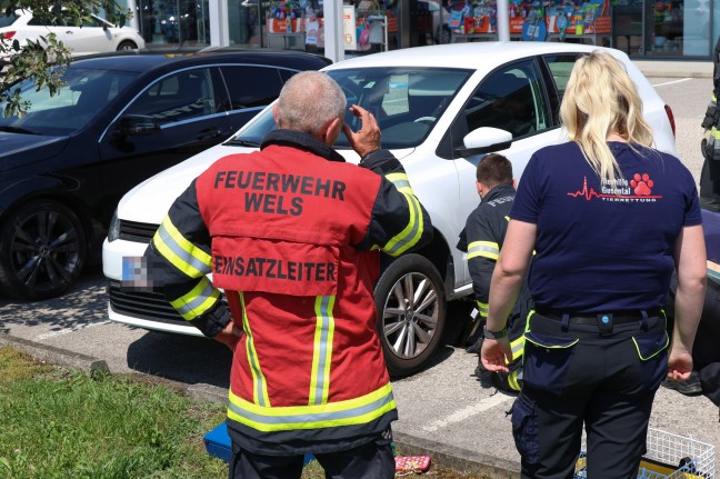 Schwerst unter Auto eingeklemmte Katze in Wels-Neustadt konnte nicht mehr gerettet werden