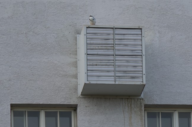 Feuerwehr-Drehleiter im Einsatz: Tauben in einer Lftungsanlage einer Volksschule in Wels-Neustadt