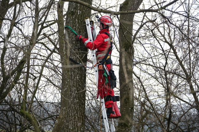 Höhenretter retten Katze aus 20 Metern Höhe von einem Baum