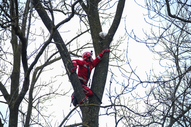 Höhenretter retten Katze aus 20 Metern Höhe von einem Baum