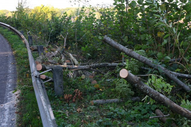 Umgestrzter Baum: Feuerwehr und Polizei nach Sturmschaden in Schleiheim im Einsatz
