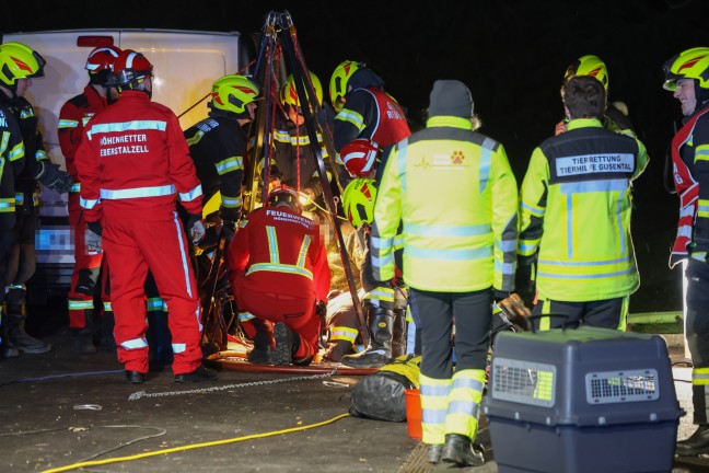 Steinerkirchen an der Traun: Hund durch Feuerwehr mit Hhenrettern aus Jauchegrube gerettet