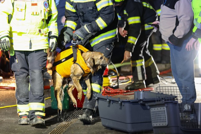 Steinerkirchen an der Traun: Hund durch Feuerwehr mit Hhenrettern aus Jauchegrube gerettet
