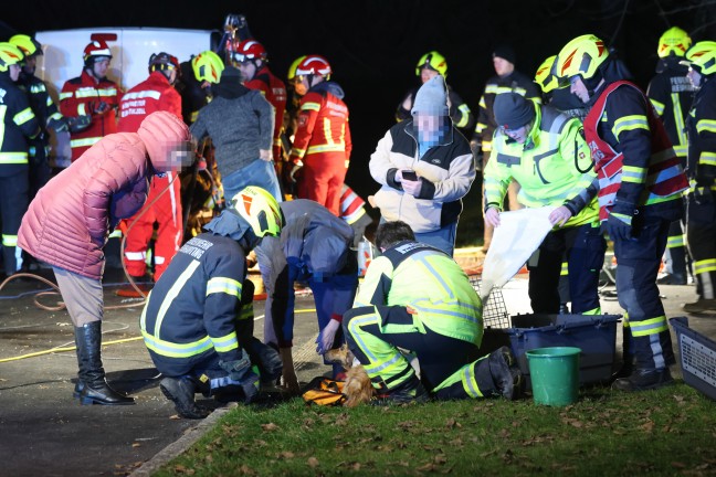 Steinerkirchen an der Traun: Hund durch Feuerwehr mit Hhenrettern aus Jauchegrube gerettet