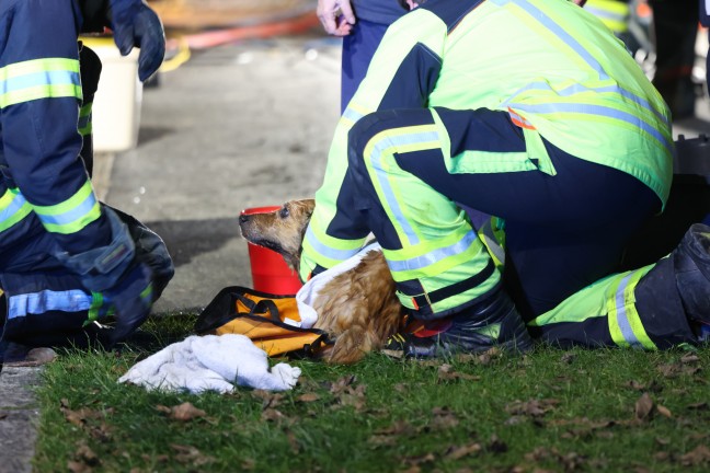 Steinerkirchen an der Traun: Hund durch Feuerwehr mit Hhenrettern aus Jauchegrube gerettet
