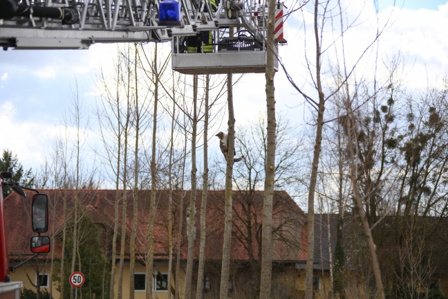 Katze kletterte bei Feuerwehreinsatz schließlich aus eigener Kraft vom Baum