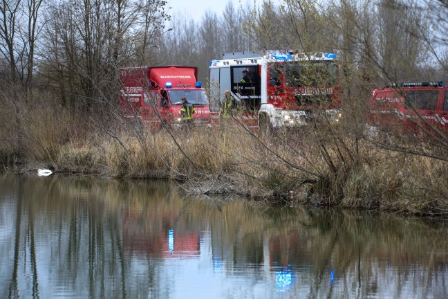 Feuerwehr bei Bergung eines verendeten Schwanes in Weikirchen an der Traun im Einsatz