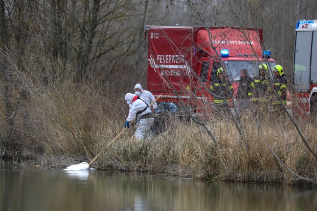 Feuerwehr bei Bergung eines verendeten Schwanes in Weikirchen an der Traun im Einsatz