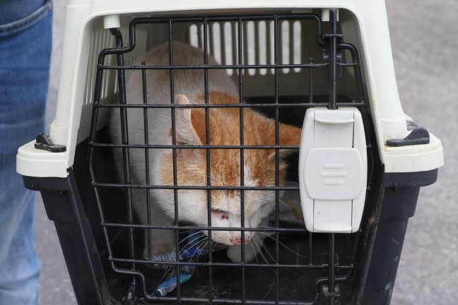 Krenglbach: Feuerwehr rettet Kater "Kurt" aus schmalem Spalt im Tankraum eines Lagerhausgebudes