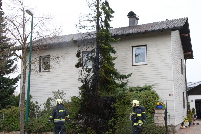 L�schangriff mit Gartenschlauch: Brand eines Baumes drohte in Wels-Vogelweide auf Haus �berzugreifen