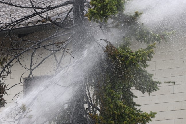 L�schangriff mit Gartenschlauch: Brand eines Baumes drohte in Wels-Vogelweide auf Haus �berzugreifen