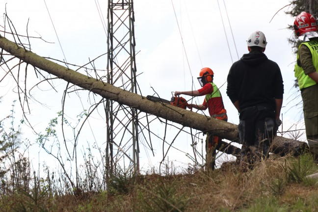 Baum in Hochspannungsleitung: Sechs Feuerwehren bei Waldbrand in Steinbach am Ziehberg im Einsatz