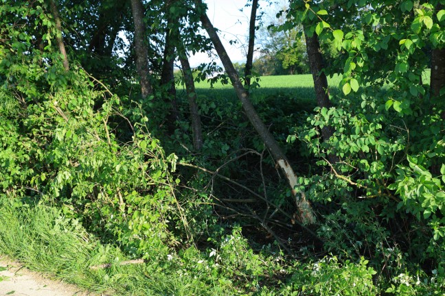 Auto bei Sattledt von schmaler Strae abgekommen und gegen Bume gekracht