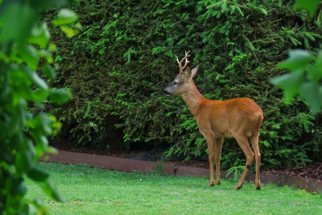 Einsatz f�r die Tierhilfe: Rehbock verirrte sich in einen Garten eines Hauses in Wels-Lichtenegg