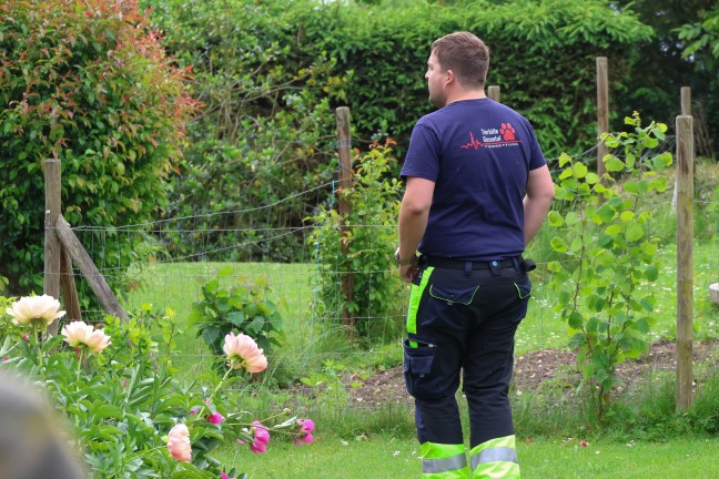 Einsatz f�r die Tierhilfe: Rehbock verirrte sich in einen Garten eines Hauses in Wels-Lichtenegg