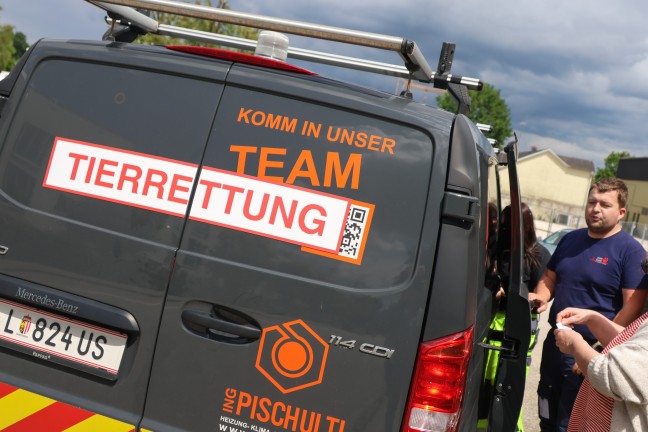 Einsatz f�r die Tierhilfe: Rehbock verirrte sich in einen Garten eines Hauses in Wels-Lichtenegg