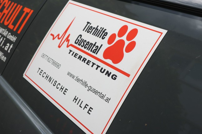 Einsatz f�r die Tierhilfe: Rehbock verirrte sich in einen Garten eines Hauses in Wels-Lichtenegg