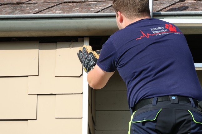 Tierhelfer stie�en beim Versuch in Wels-Neustadt einen Vogel zu retten auf weitere Vogelnester