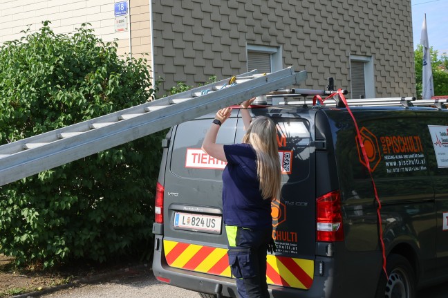 Tierhelfer stie�en beim Versuch in Wels-Neustadt einen Vogel zu retten auf weitere Vogelnester