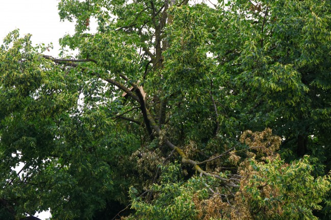 Sturmschaden: Gro�e �ste drohten von Baum in Wels-Vogelweide auf die Stra�e zu st�rzen