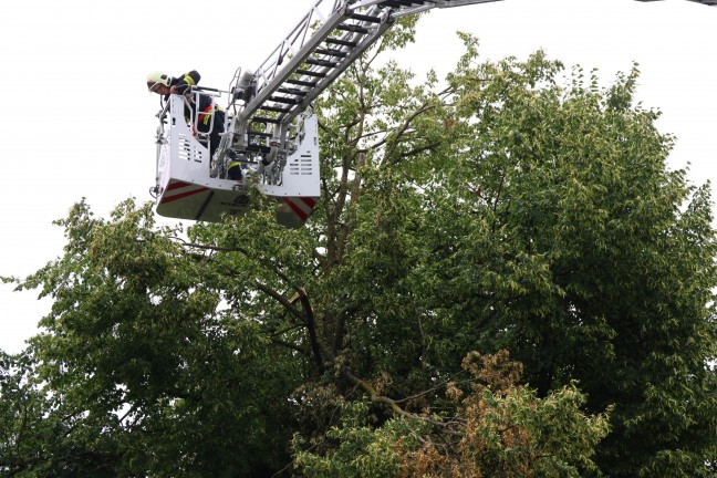 Sturmschaden: Gro�e �ste drohten von Baum in Wels-Vogelweide auf die Stra�e zu st�rzen