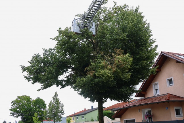 Sturmschaden: Gro�e �ste drohten von Baum in Wels-Vogelweide auf die Stra�e zu st�rzen