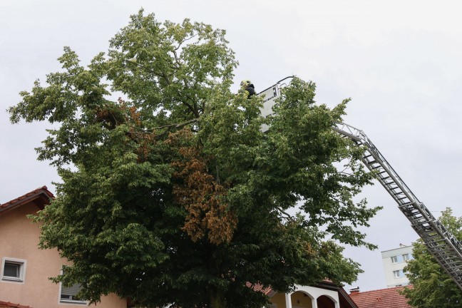 Sturmschaden: Gro�e �ste drohten von Baum in Wels-Vogelweide auf die Stra�e zu st�rzen