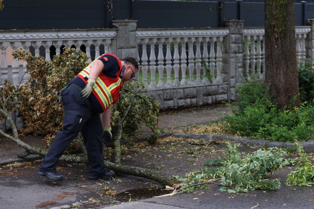 Sturmschaden: Gro�e �ste drohten von Baum in Wels-Vogelweide auf die Stra�e zu st�rzen