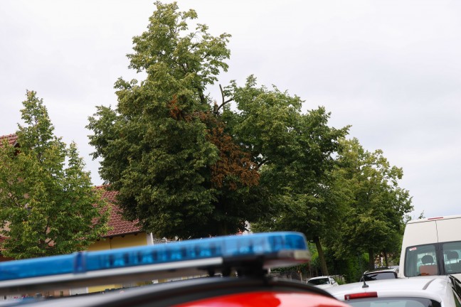 Sturmschaden: Gro�e �ste drohten von Baum in Wels-Vogelweide auf die Stra�e zu st�rzen