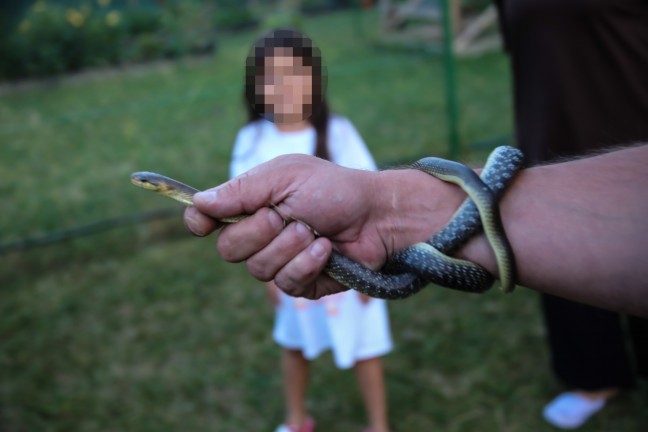 Schlange aus Spielzeugbagger gerettet - Feuerwehr bei Reptilieneinsatz in Marchtrenk im Einsatz