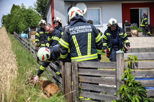 Rettung durch Feuerwehr: Rehbock suchte Abk�hlung im Swimmingpool eines Hauses in Holzhausen