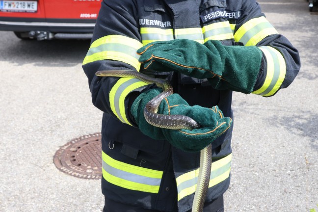 �skulapnatter aus WC-Bereich einer Firma in Wels-Schafwiesen auf noch stilleres �rtchen umgesiedelt