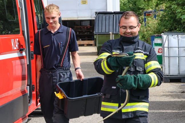 �skulapnatter aus WC-Bereich einer Firma in Wels-Schafwiesen auf noch stilleres �rtchen umgesiedelt