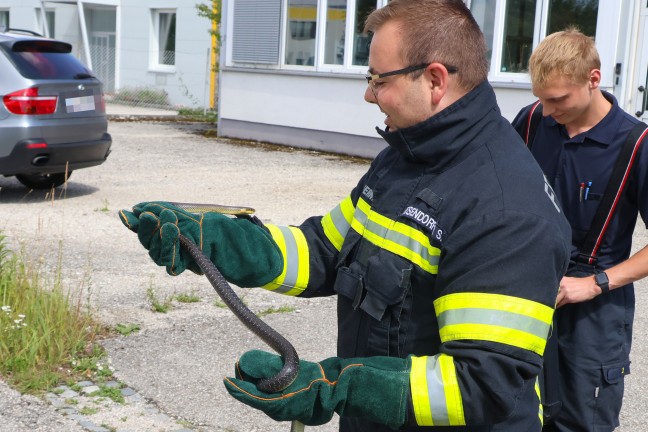 �skulapnatter aus WC-Bereich einer Firma in Wels-Schafwiesen auf noch stilleres �rtchen umgesiedelt