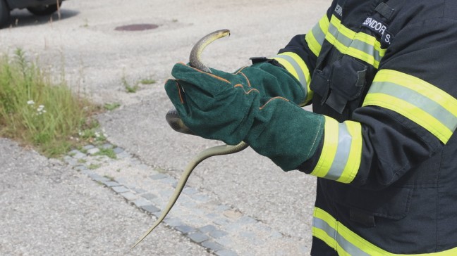 �skulapnatter aus WC-Bereich einer Firma in Wels-Schafwiesen auf noch stilleres �rtchen umgesiedelt