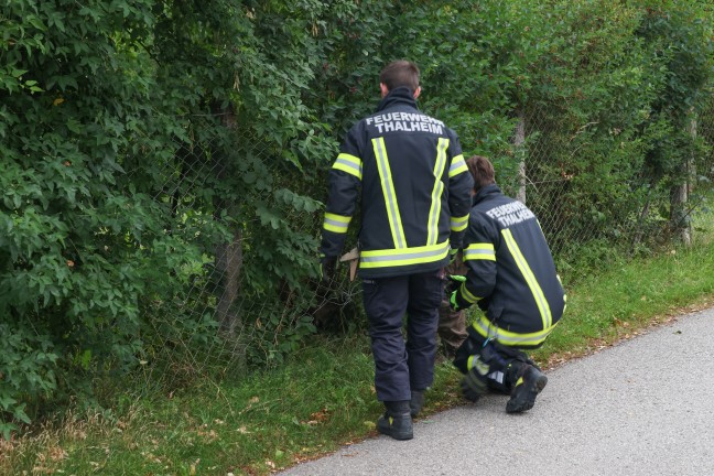 Tierrettung: Feuerwehr und J�ger befreien eingeklemmten Rehbock aus Gartentor in Thalheim bei Wels