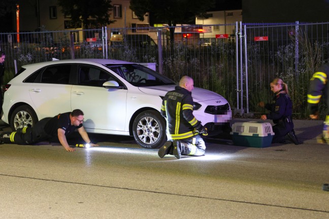 K�tzchen narrte Einsatzkr�fte: Samtpfote versteckte sich im Motorraum von gleich drei Fahrzeugen