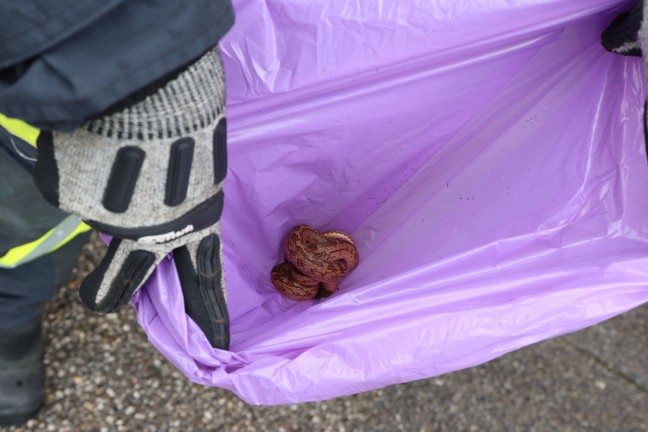 Feuerwehr bei Rettung einer Schlange in Pichl bei Wels im Einsatz