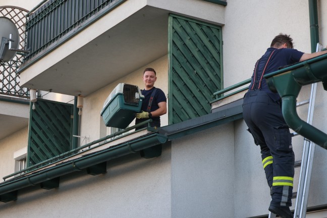 Katze durch Feuerwehr und Polizei von Balkon einer Wohnanlage in Wels-Neustadt gerettet