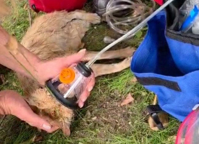 Schwanenstadt: Katze nach Rettung aus Kanalrohr von Tierrettern erfolgreich reanimiert