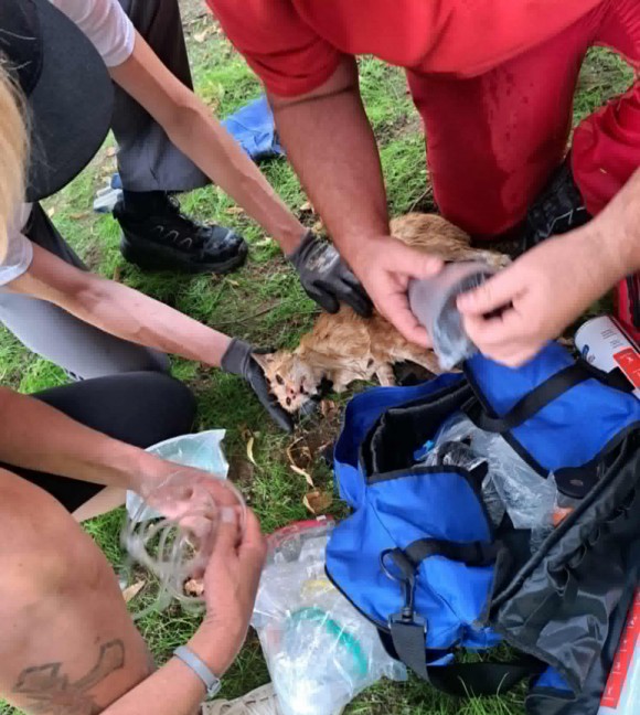 Schwanenstadt: Katze nach Rettung aus Kanalrohr von Tierrettern erfolgreich reanimiert